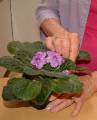 African violet removing leaf 